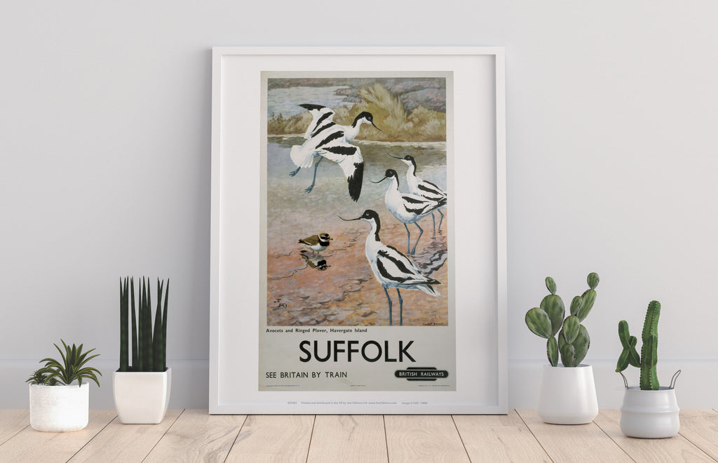 Suffolk - Avocets, Havergate Island - Premium Art Print