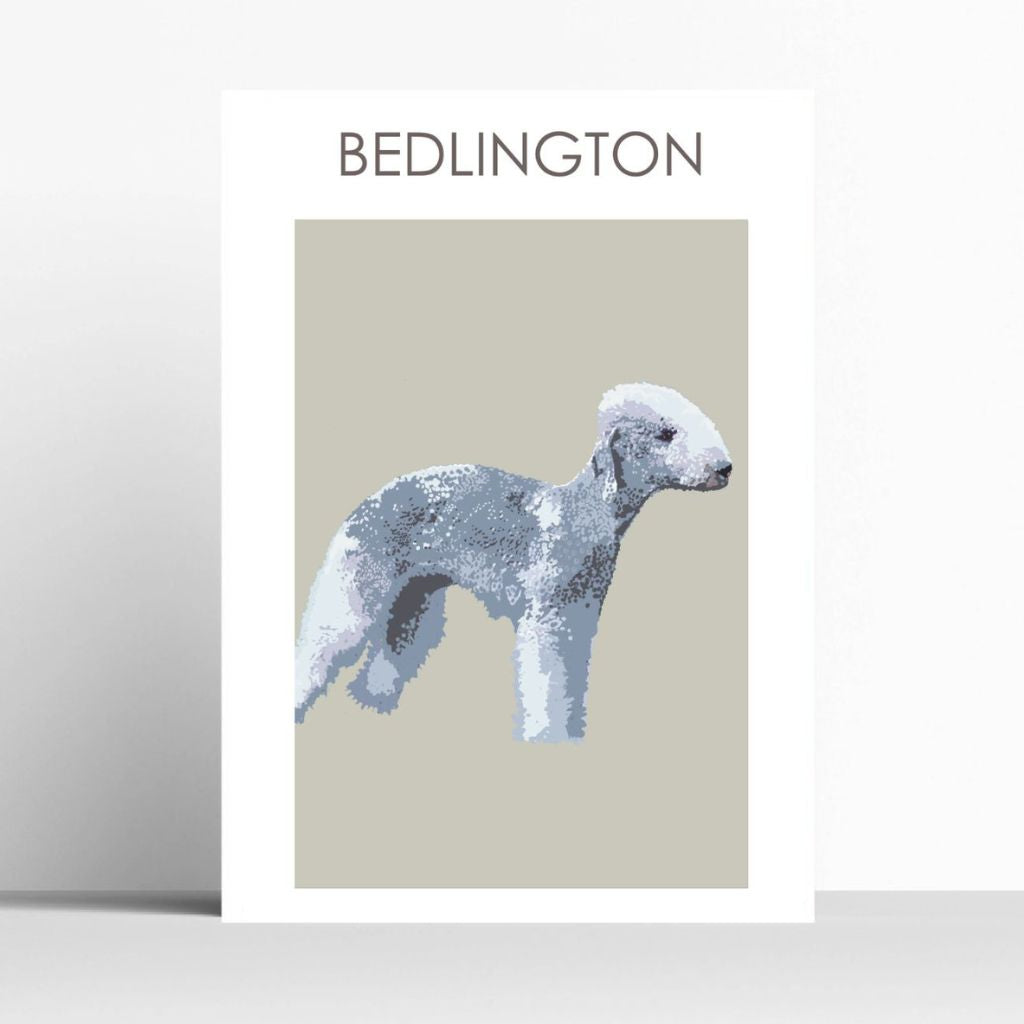 BOYNS006 : Bedlington