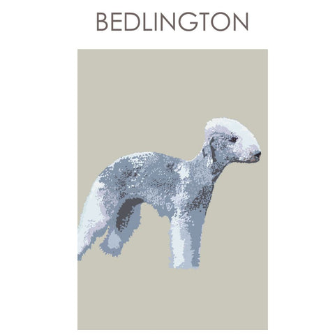 BOYNS006 : Bedlington