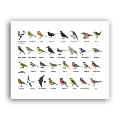 CHSE143: British Garden Birds 11x14inch Art Print