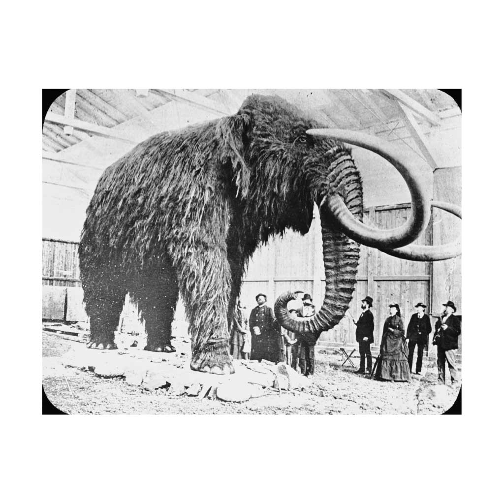 HULL007: Mammoth Fossil