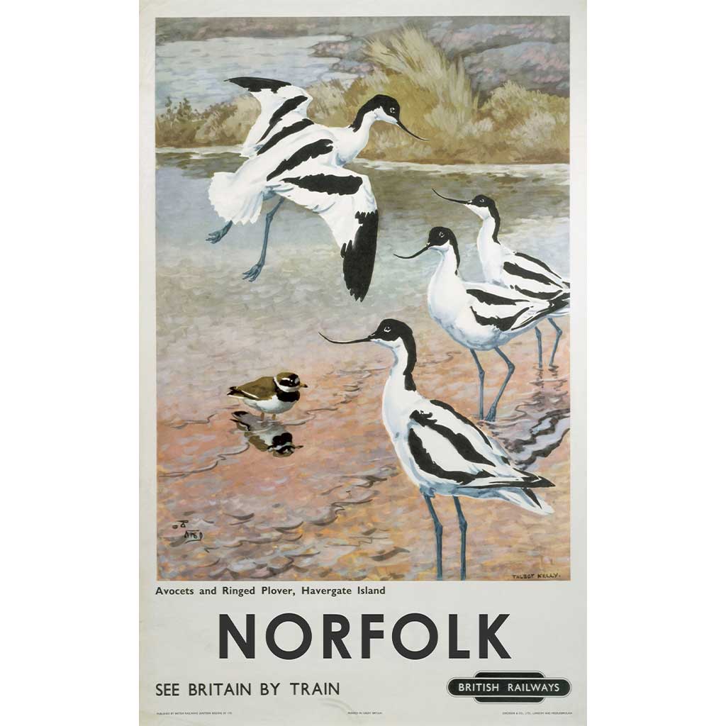 SUF002N: Norfolk - Avocets, Havergate Island
