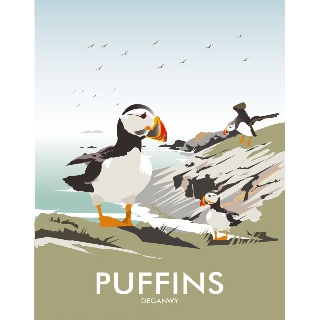 THOMPSON1245: Puffins, Deganwy