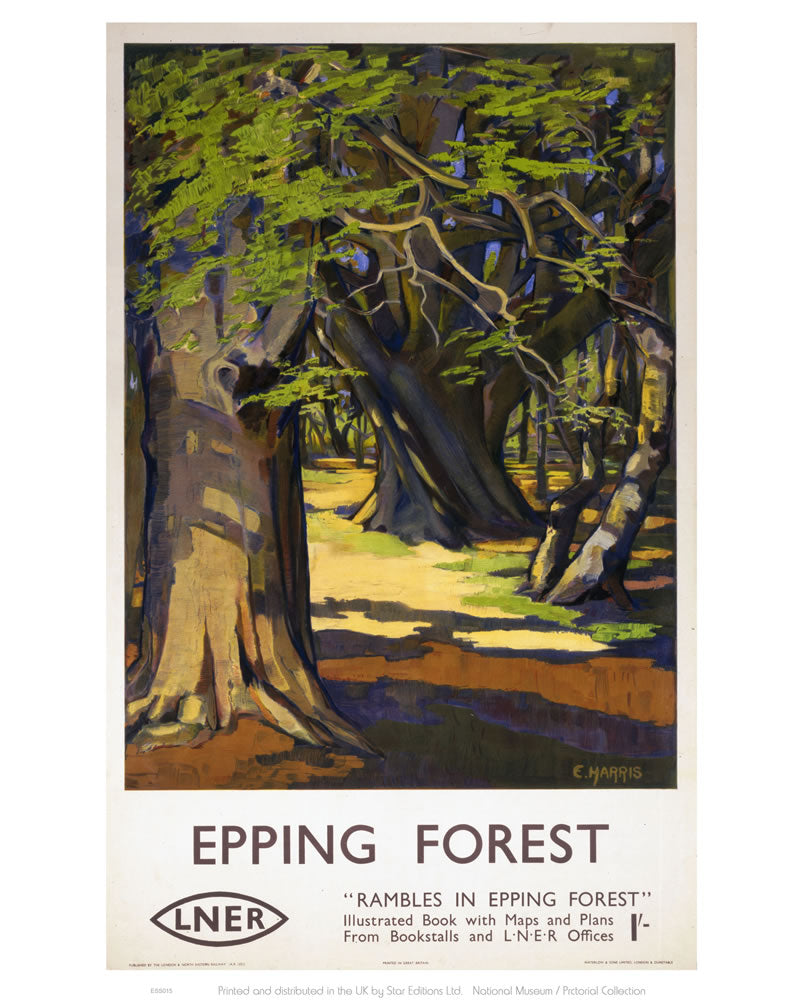 Rambles in Epping Forest 24" x 32" Matte Mounted Print