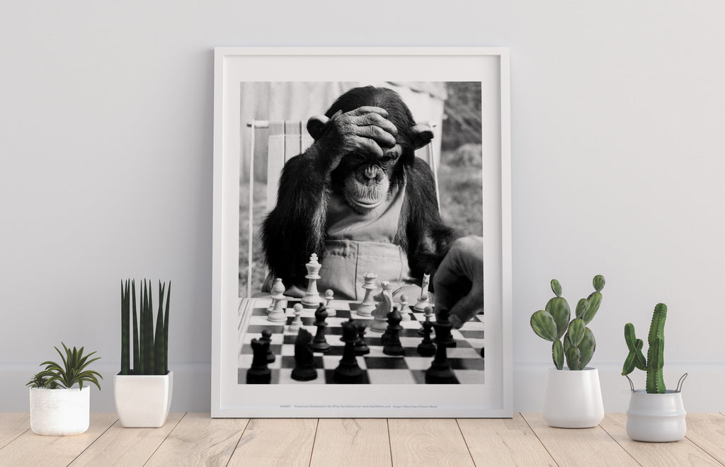Poster - Monkey Image - 11X14inch Premium Art Print