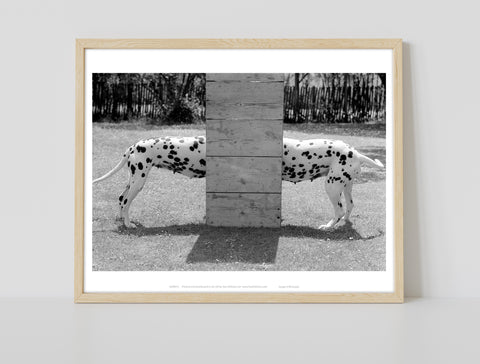 Dalmation Meet - 11X14inch Premium Art Print