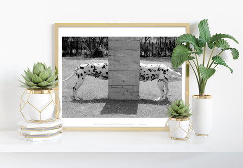 Dalmation Meet - 11X14inch Premium Art Print