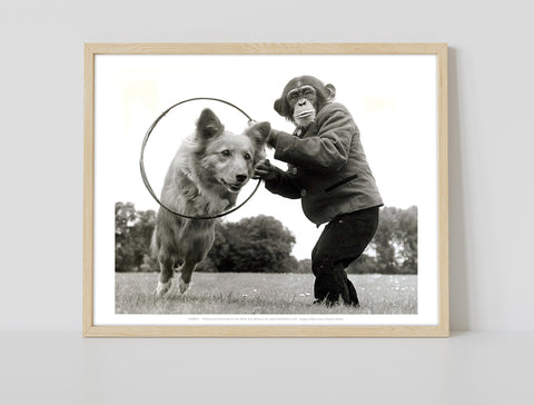 Monkey The Dog Trainer - 11X14inch Premium Art Print