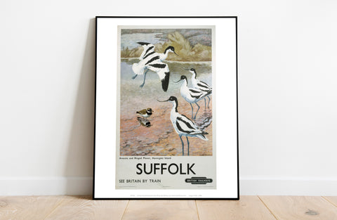 Suffolk - Avocets, Havergate Island - Premium Art Print