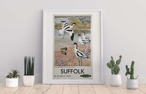 Suffolk - Avocets, Havergate Island - Premium Art Print