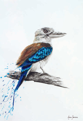 AHVIN14: Blue Kookaburra