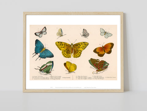 Illustrated Range Of Diffrent Butterflly Species Art Print