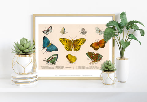 Illustrated Range Of Diffrent Butterflly Species Art Print