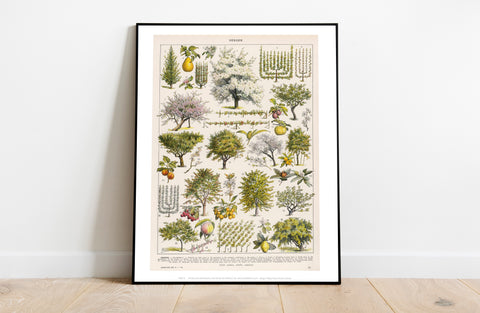 A Selection Of Illustrated Fruit And Berry Trees Art Print