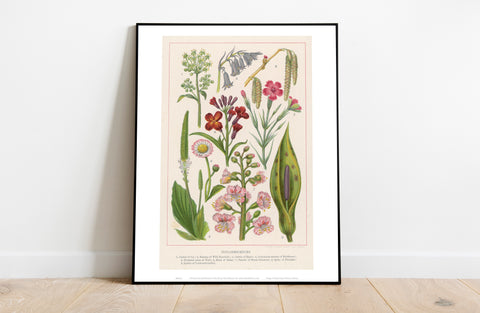 Plants Species Catagorized Up In Numbers 1 To 9 Art Print
