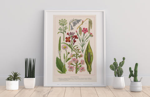 Plants Species Catagorized Up In Numbers 1 To 9 Art Print