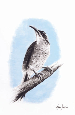 AHVIN249: Riflebird