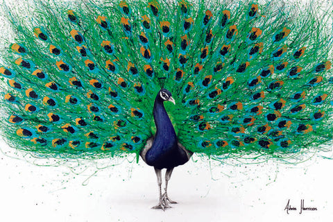 AHVIN361: Proud Peacock