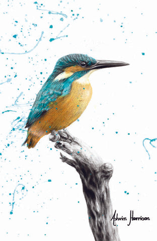 AHVIN425: The Knowing Kingfisher