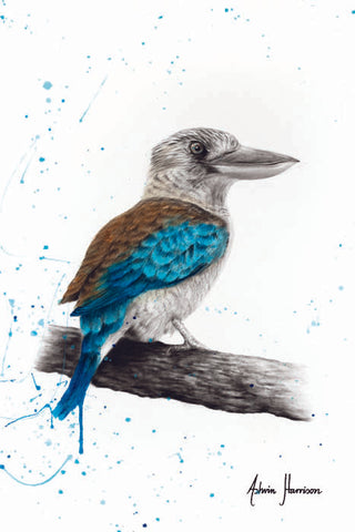 AHVIN436: One Clever Kookaburra