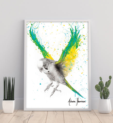 AHVIN442: The Bold Budgie