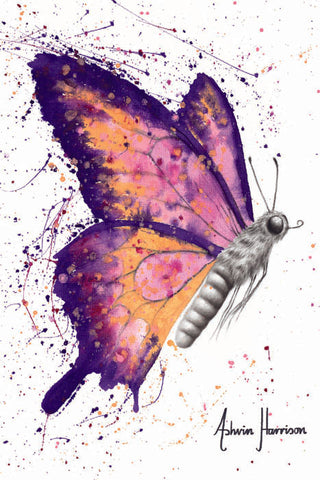 AHVIN467: Venus Sunset Butterfly