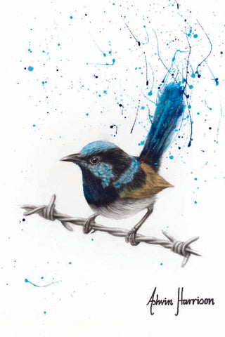 AHVIN481: Balanced Blue Wren