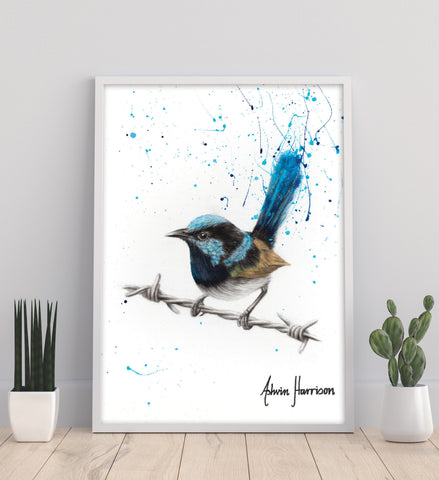 AHVIN481: Balanced Blue Wren