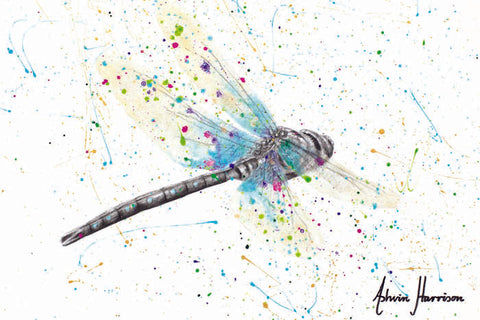 AHVIN686: Melaleuca Dragonfly