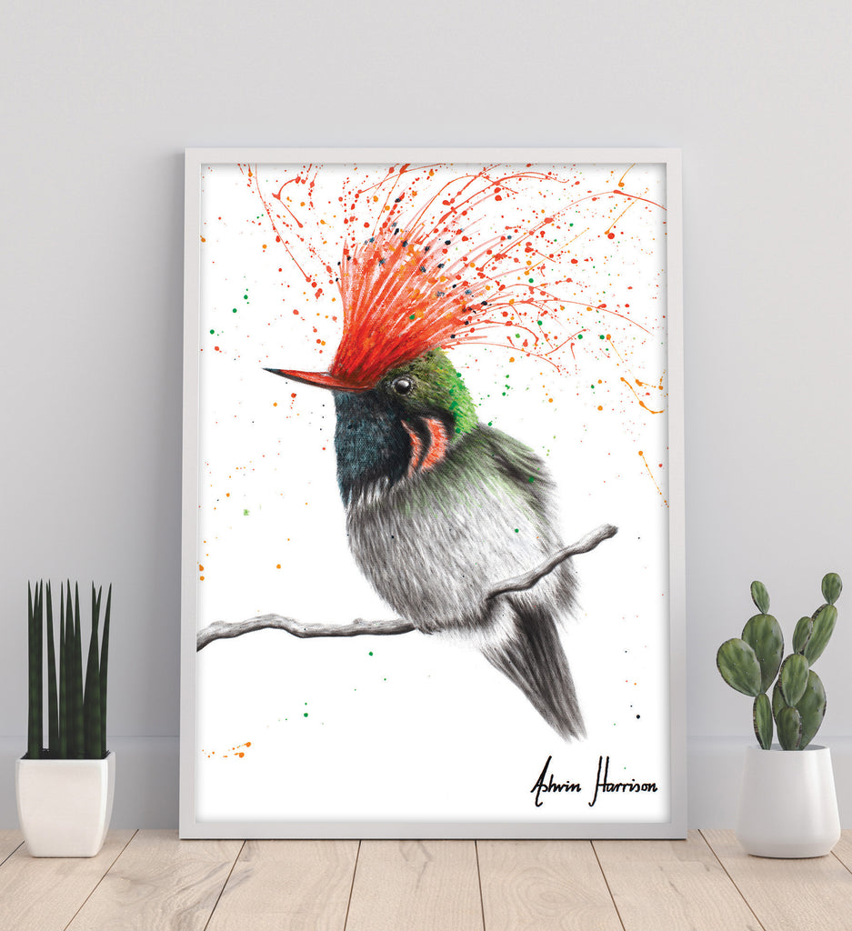 Rufous Crested Coquette print by Ashvin Harrison