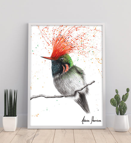 AHVIN720: Rufous Crested Coquette